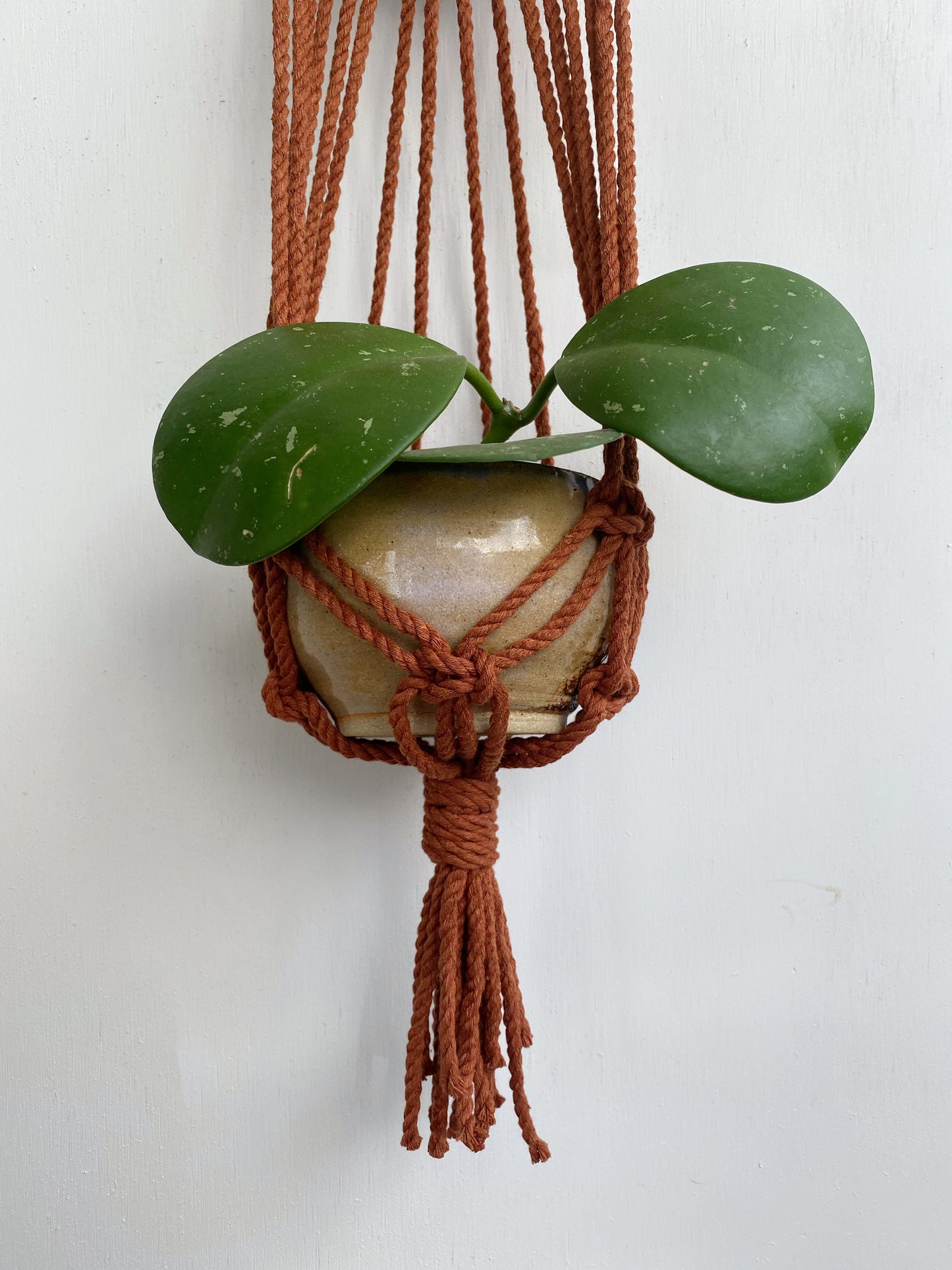 Colorful Macrame Wall Plant Hanger: 4 Colors